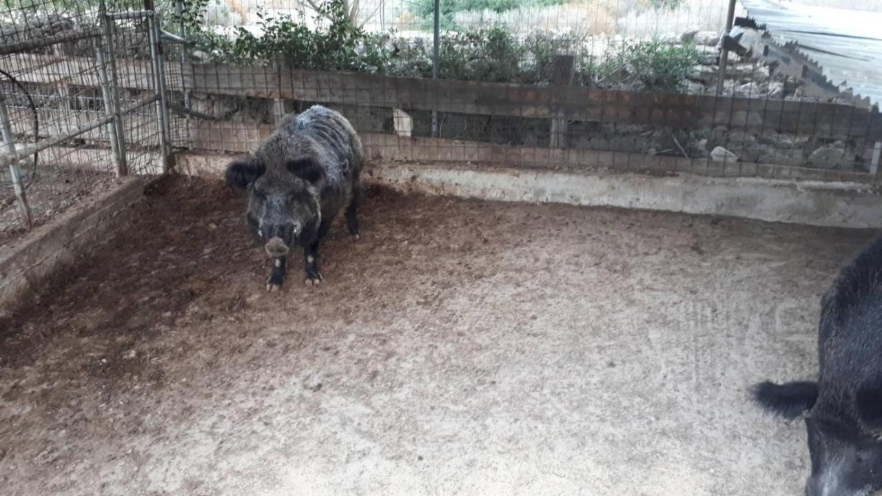Mediterranean Garden Villa Vathí Dış mekan fotoğraf