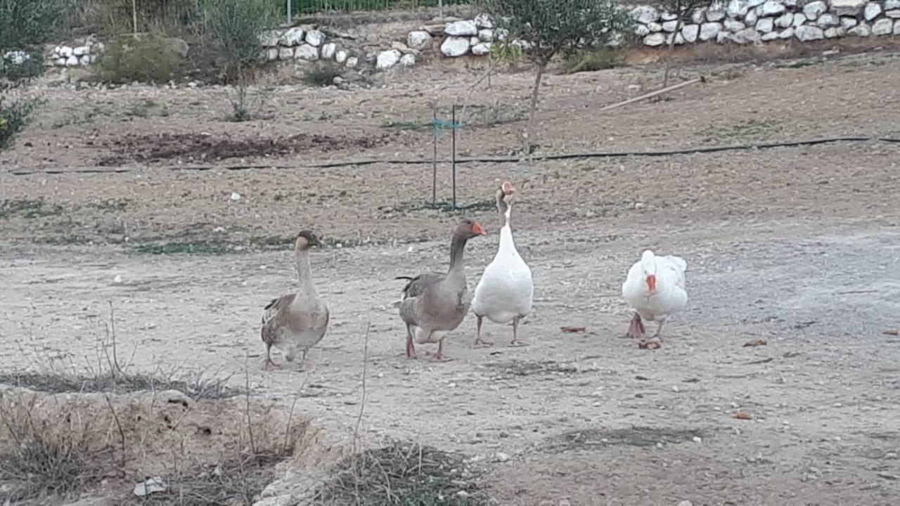 Mediterranean Garden Villa Vathí Dış mekan fotoğraf